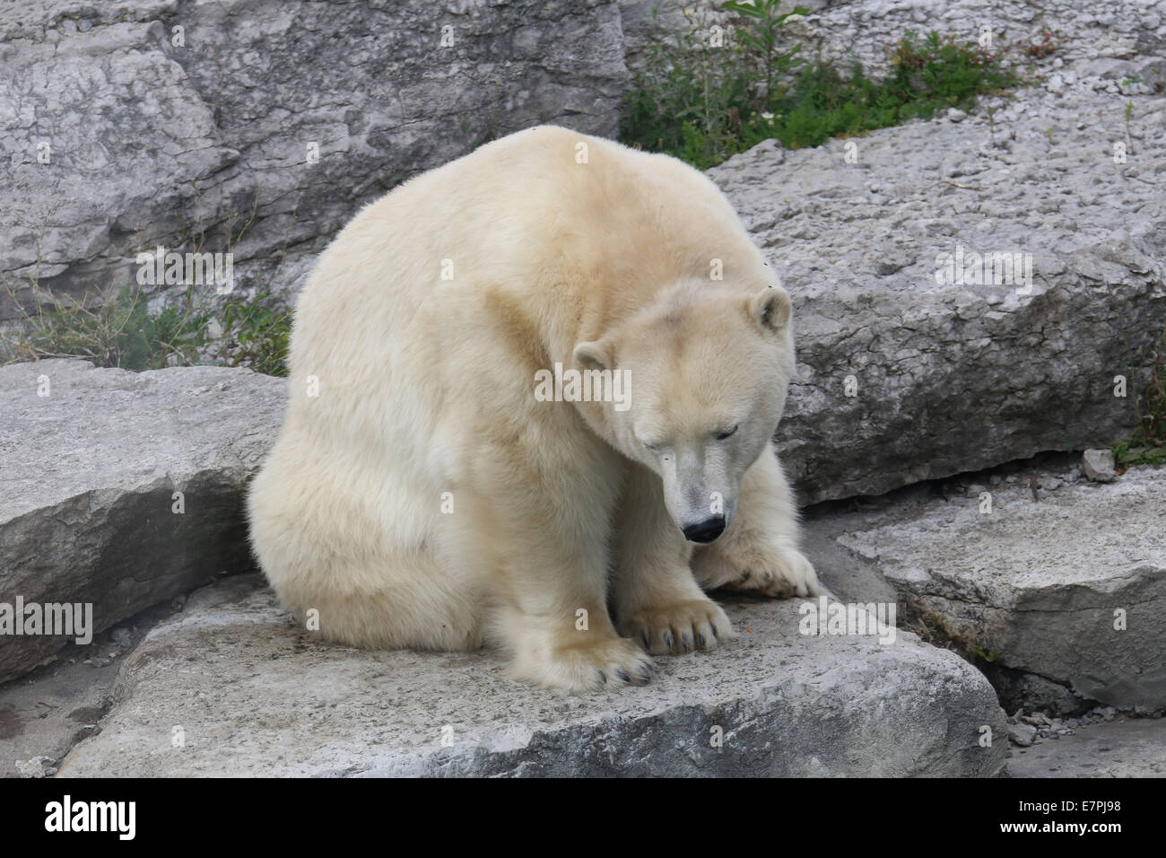 Orso polare rock permanente Foto Stock