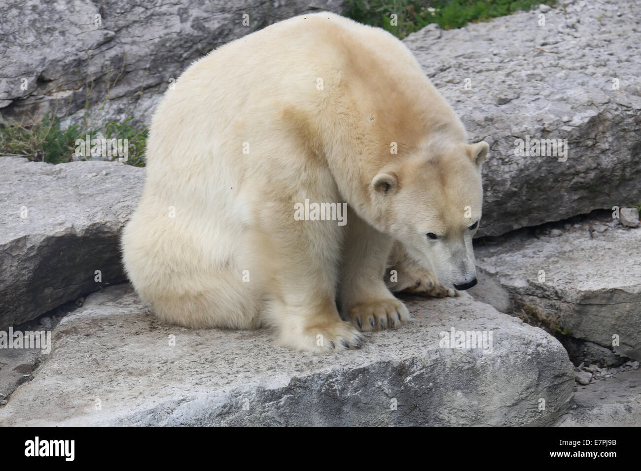 Bianco orso polare Foto Stock