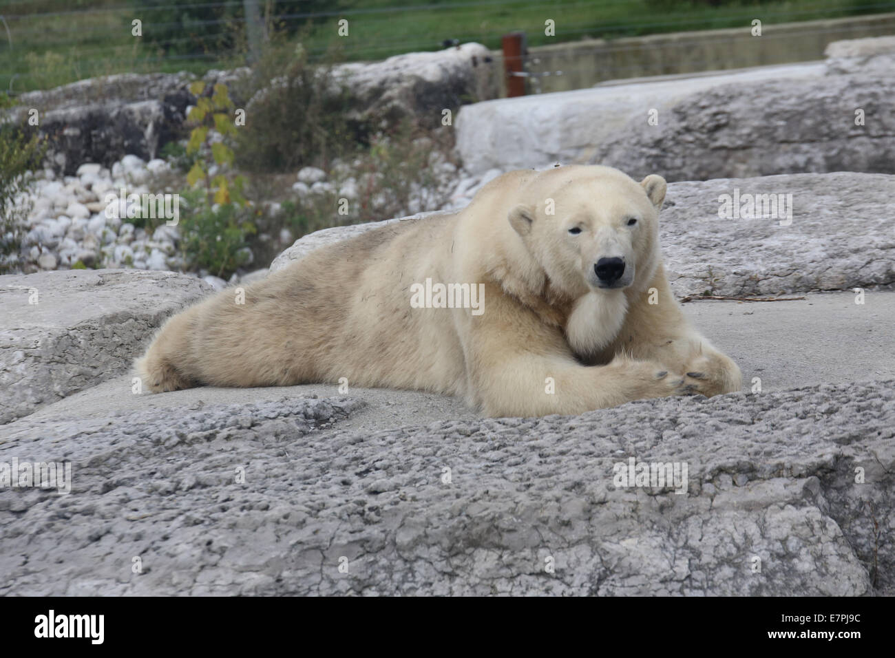 Coppia di orso polare Foto Stock