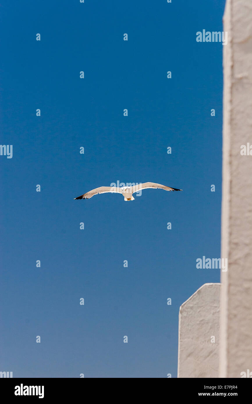 Sea Gull nel cielo Foto Stock