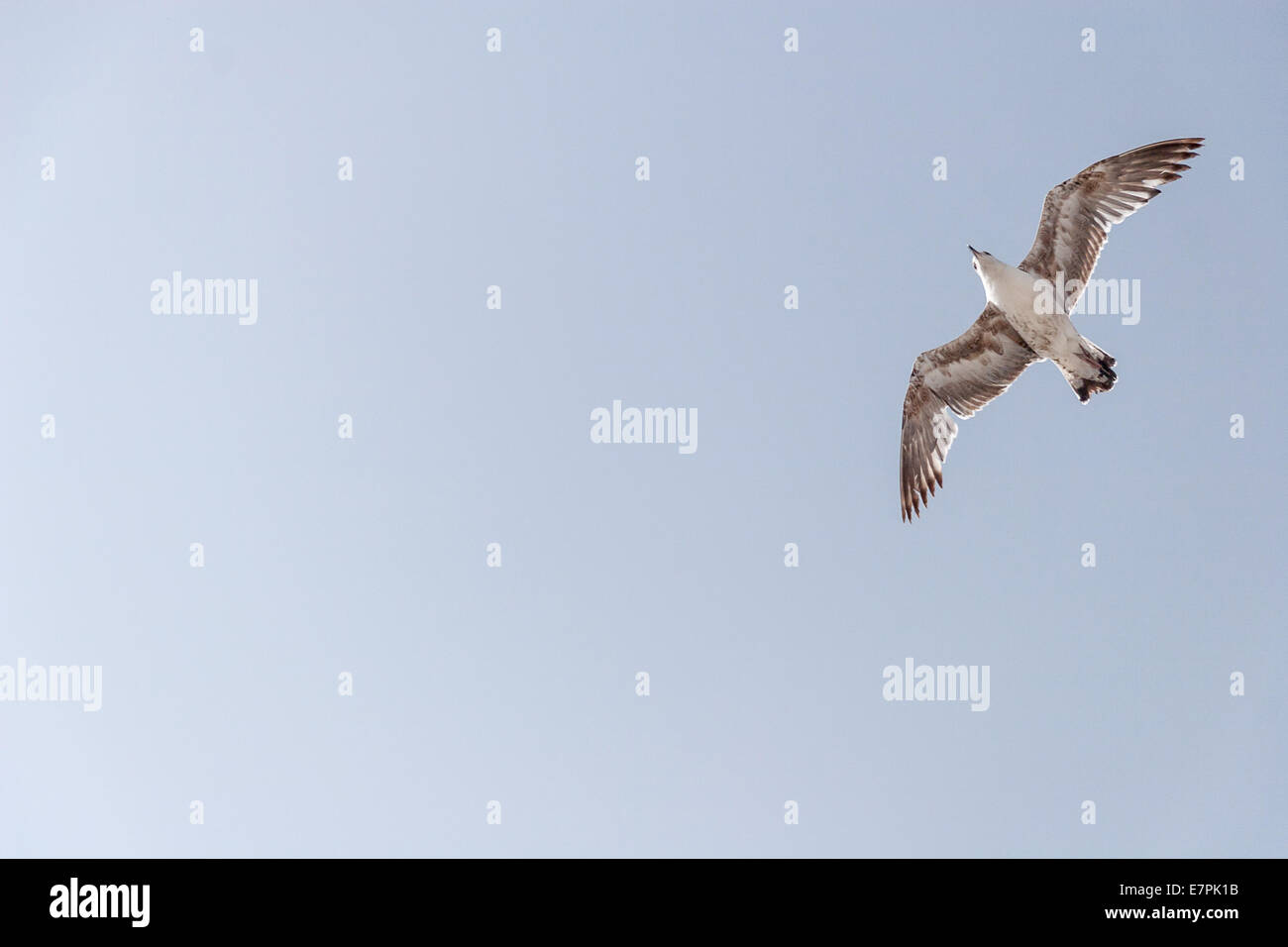 Sea Gull nel cielo Foto Stock