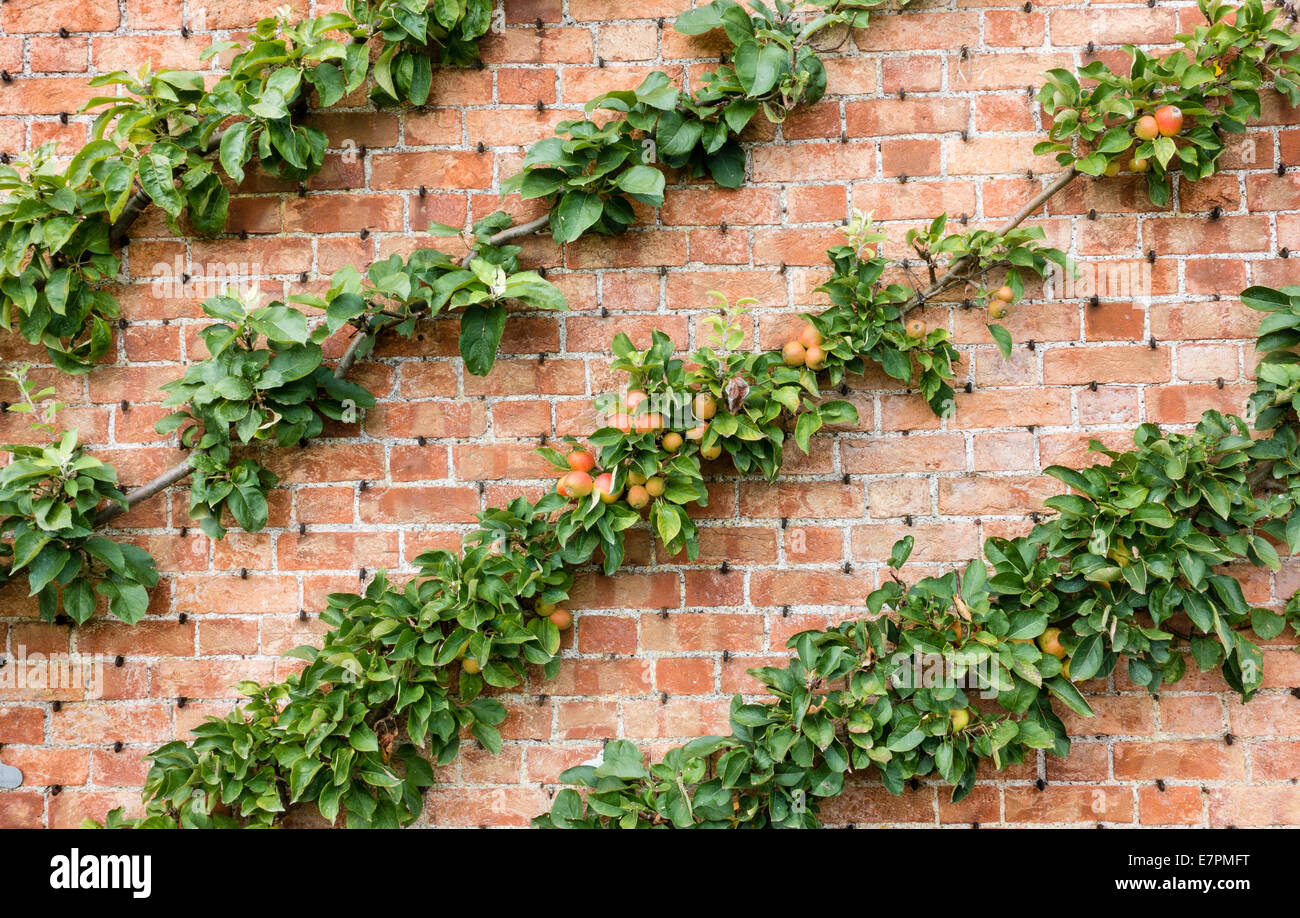Diagonalmente espaliered meli su un rosso un muro di mattoni di un giardino inglese Foto Stock