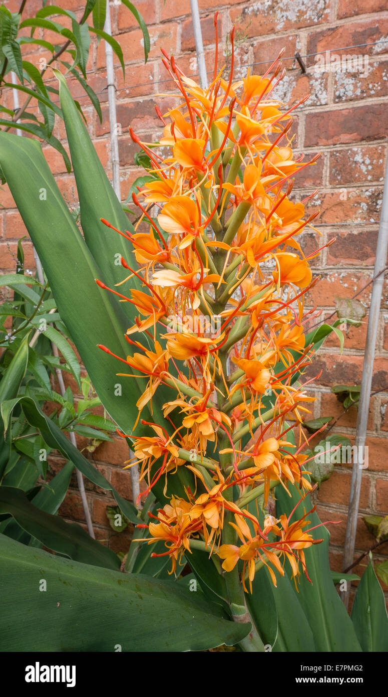 Flower spike di Ginger Lily Hedychium coccineum crescono in un inglese walled garden Foto Stock