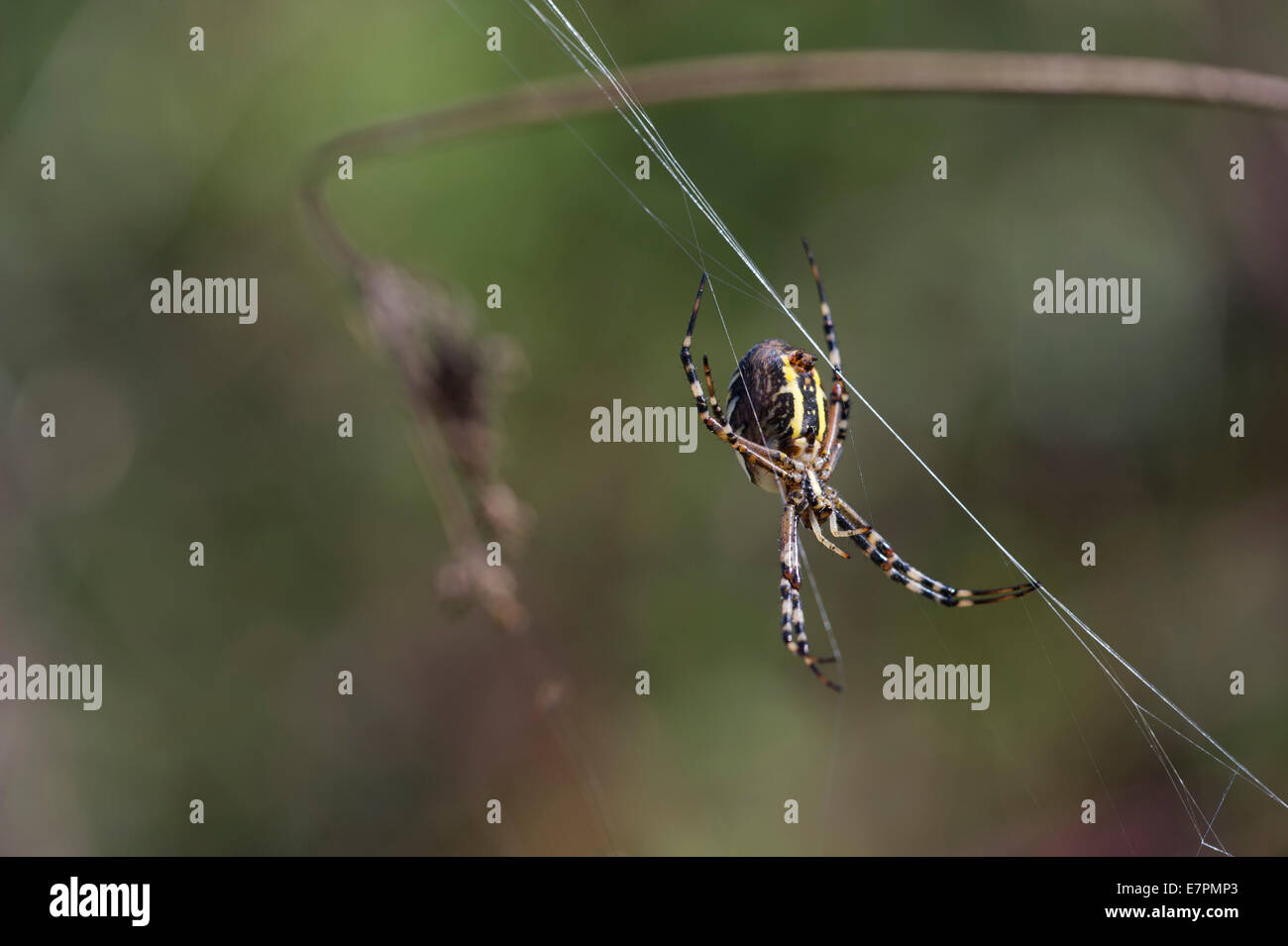 Wasp Spider (Argiope bruennichi) Foto Stock