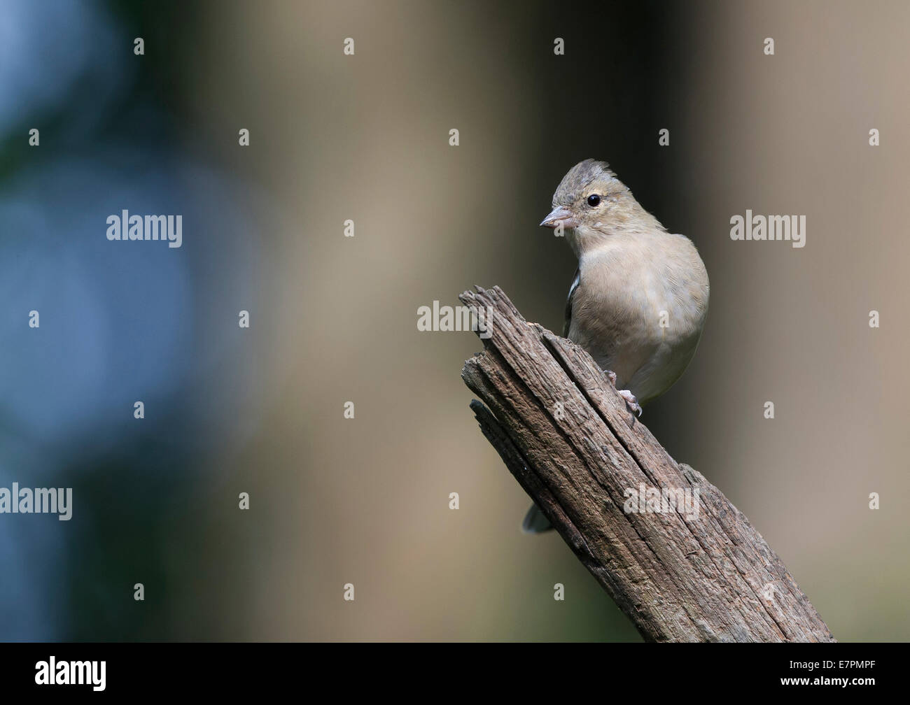 Comune Femmina (fringuello Fringilla coelebs) Foto Stock