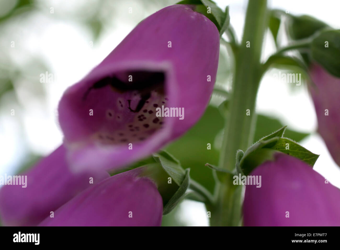 Foxglove Foto Stock