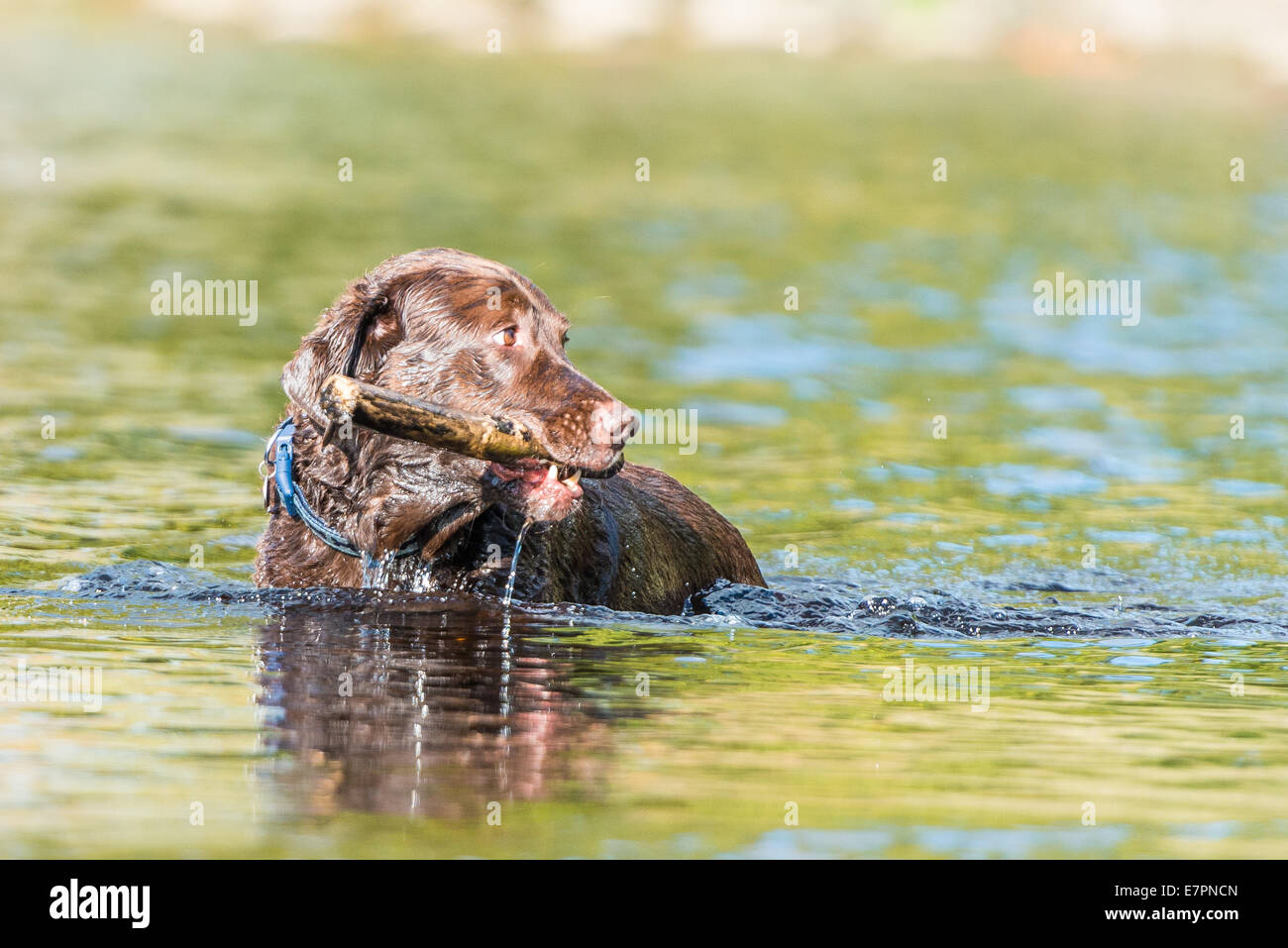 Il Labrador retriever il recupero di un bastone dal fiume Wharfe a Bolton Abbey in una giornata di sole. Foto Stock
