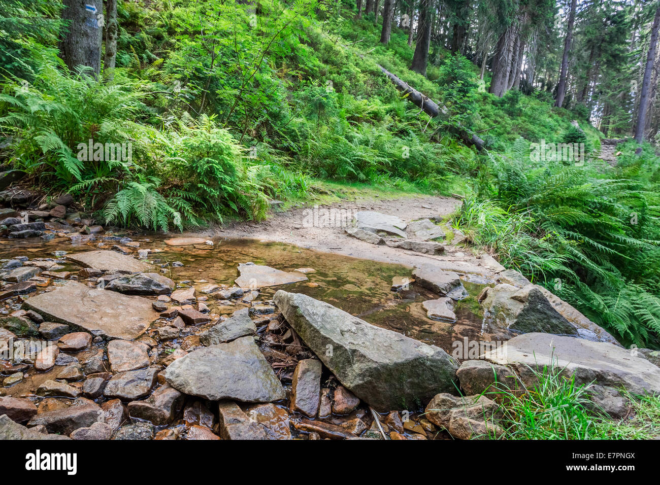 Ruscello di montagna incrocia il sentiero nella foresta Foto Stock