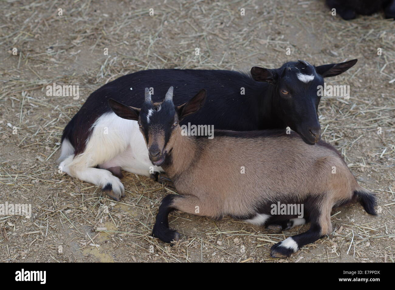 Mini / capre pigmee Foto Stock