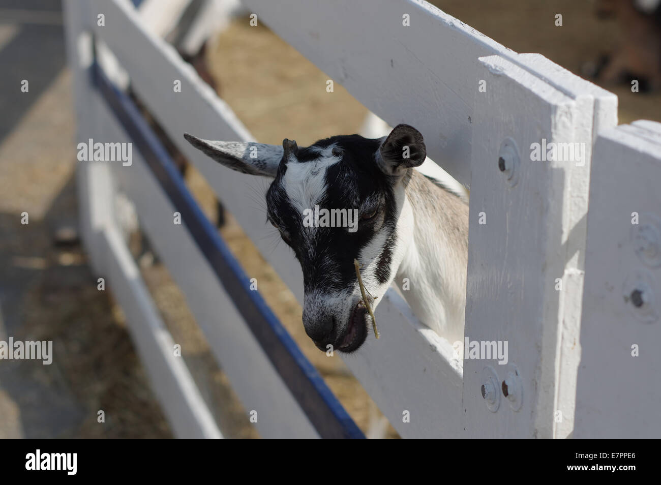 Mini / capre pigmee Foto Stock