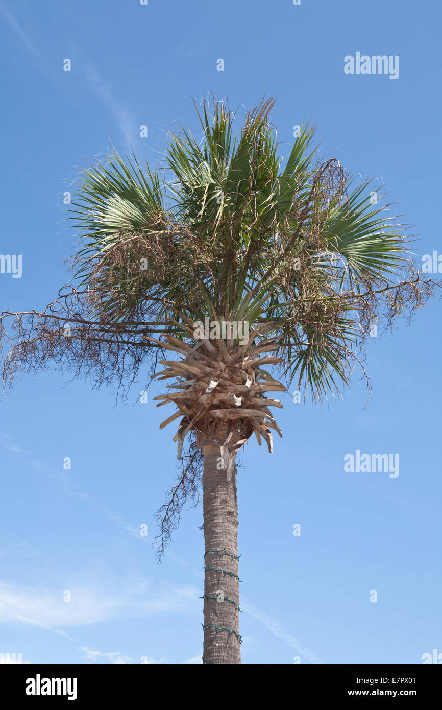 Palm tree contro un cielo blu. Foto Stock