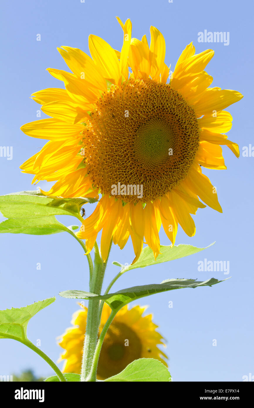 Primo piano di una testa di girasole al suo picco di fioritura. Foto Stock