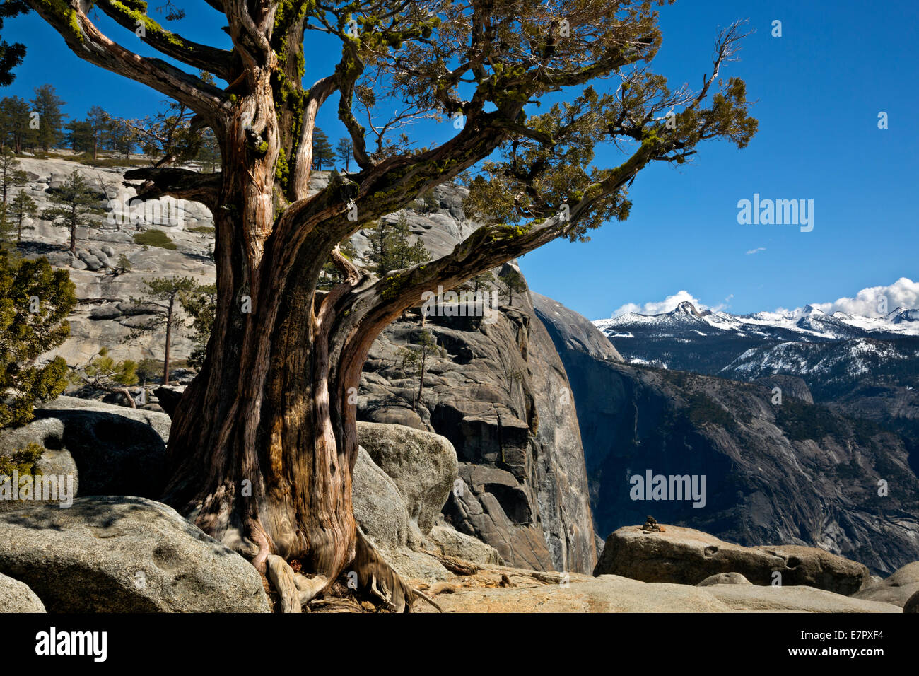 CALIFORNIA - Pino vicino alla parte superiore della parte superiore di caduta di Yosemite e con una spalla di mezza cupola al di là nel Parco Nazionale di Yosemite. Foto Stock