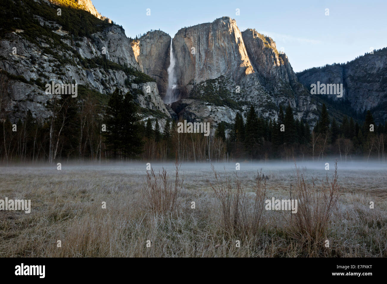 CALIFORNIA - Early Morning mist su un gelido prato sotto Yosemite superiore rientrano nella Yosemite Valley; il Parco Nazionale di Yosemite. Foto Stock