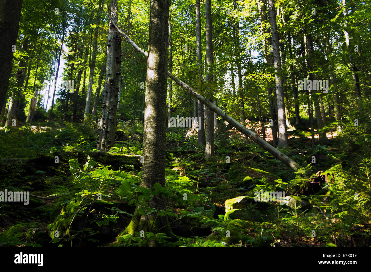 Natura nazionale-ricordo Hojna Voda, Heilbrunn, Novohradske montagne, foresta, 7 settembre 2014. (CTK foto/Libor Sojka) Foto Stock