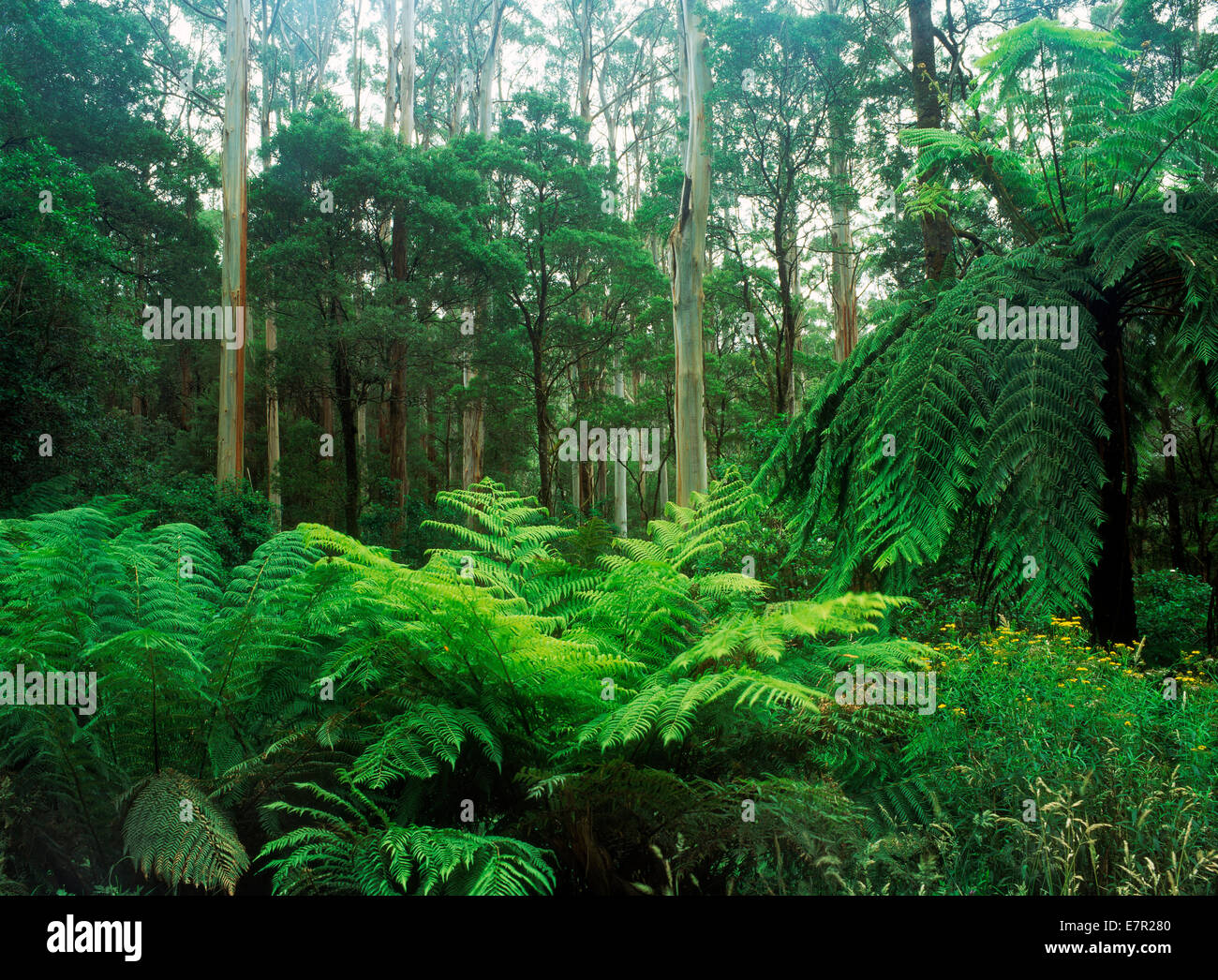 Palude di gomma (Eucalyptus regnans) in Tasmania, Australia Foto Stock