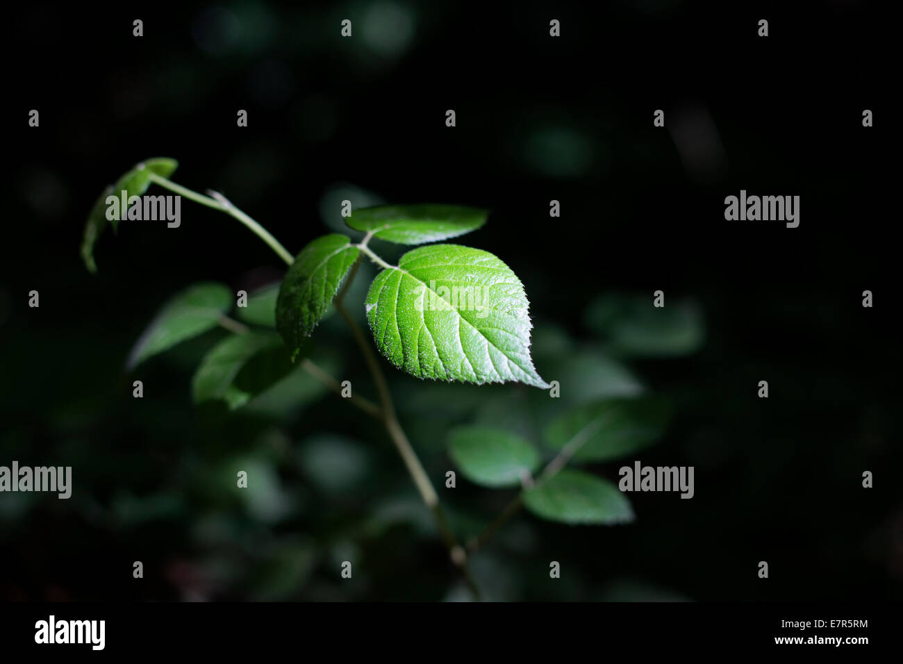 Foglia verde nella foresta con Sun Spot Light Foto Stock