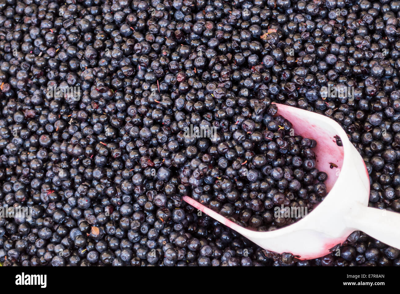 I mirtilli per la vendita al mercato locale Foto Stock