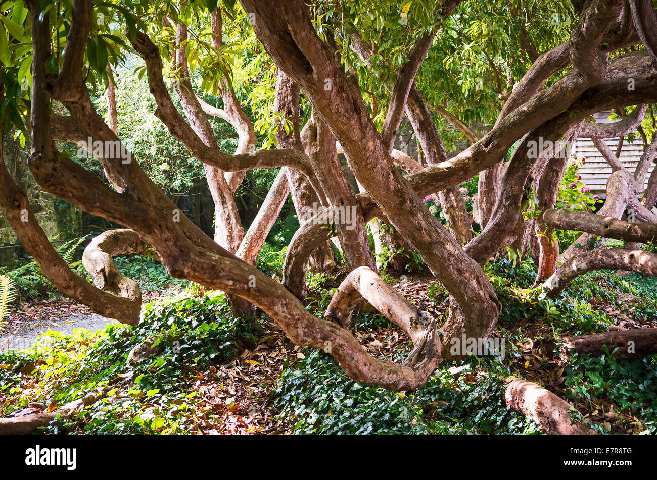 Un groviglio di tronchi di rododendro cresce in un giardino Devon Foto Stock