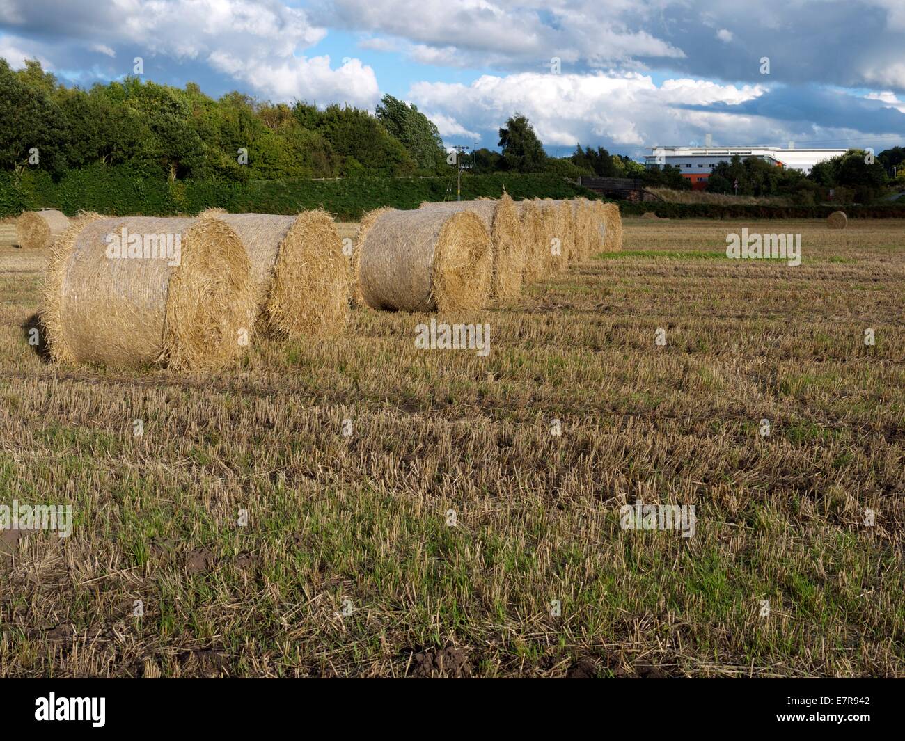 Rotoli di fieno in una linea su un campo di agricoltori Foto Stock