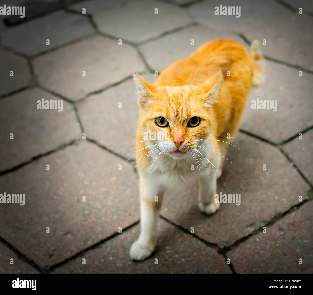 Senzatetto rufous cat sulla strada e guardando hungrily Foto Stock