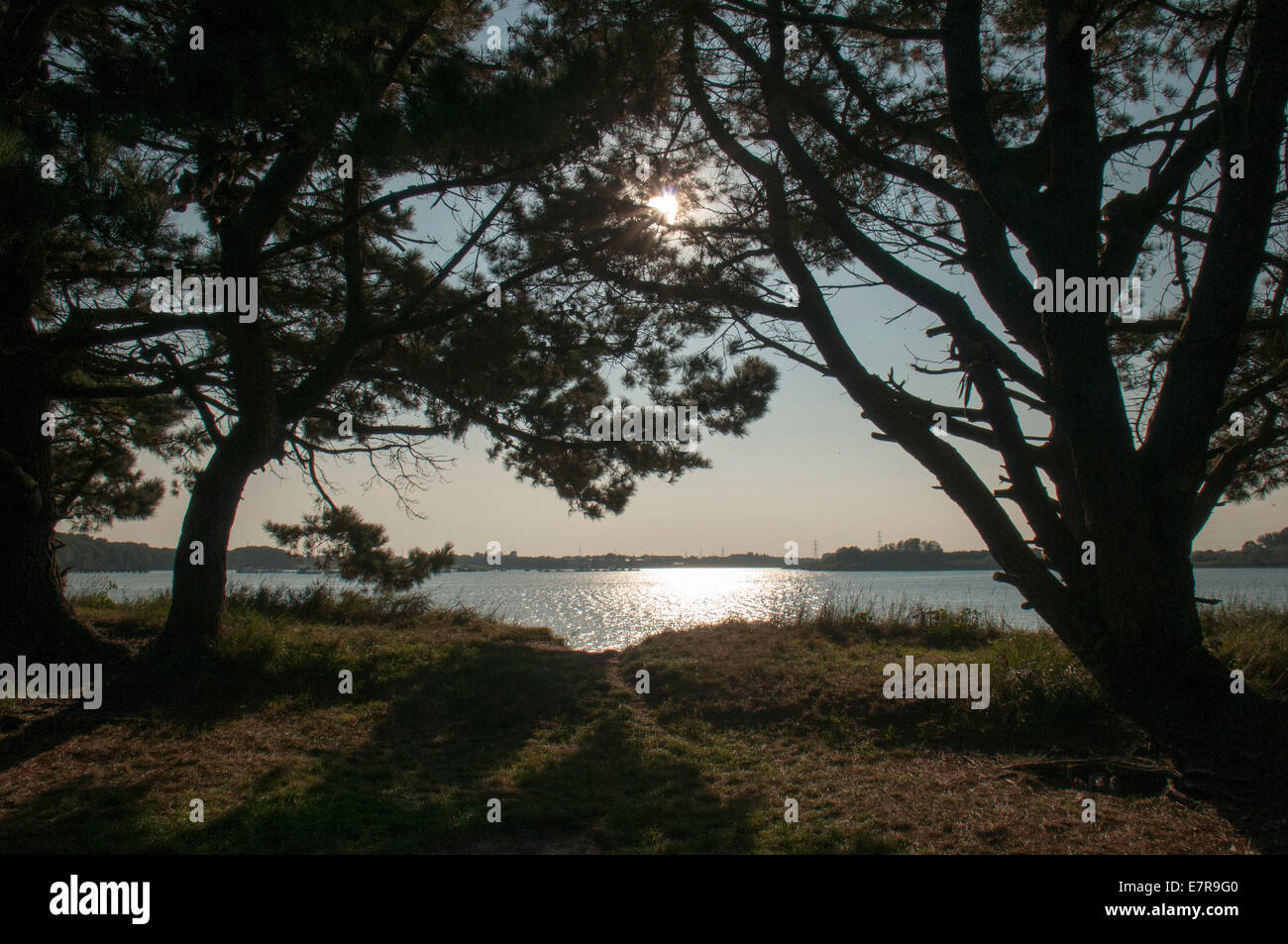 Alberi di pino sul bordo delle acque del porto di Portsmouth, Hampshire Inghilterra Foto Stock