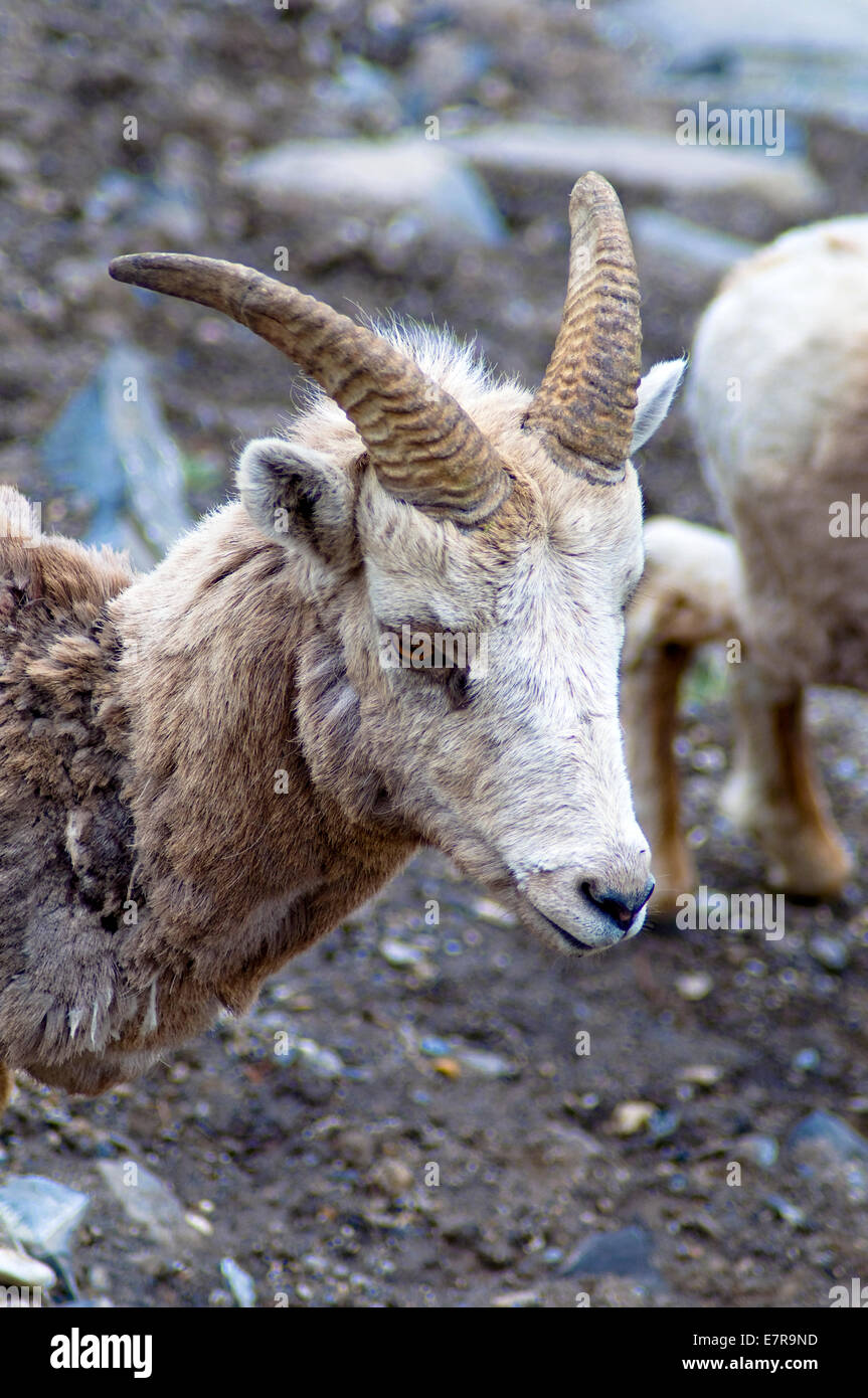 Rocky Mountain Big Horn pecore, Banff, Alberta, Canada Foto Stock
