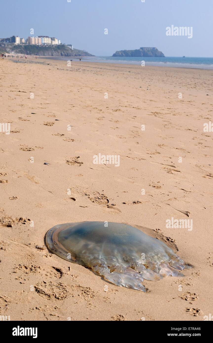 Un gigante di canna o bidone della spazzatura-coperchio, Medusa (Rhizosstoma polpo), lavato fino a South Beach, Tenby, Pembrokeshire, Galles Foto Stock