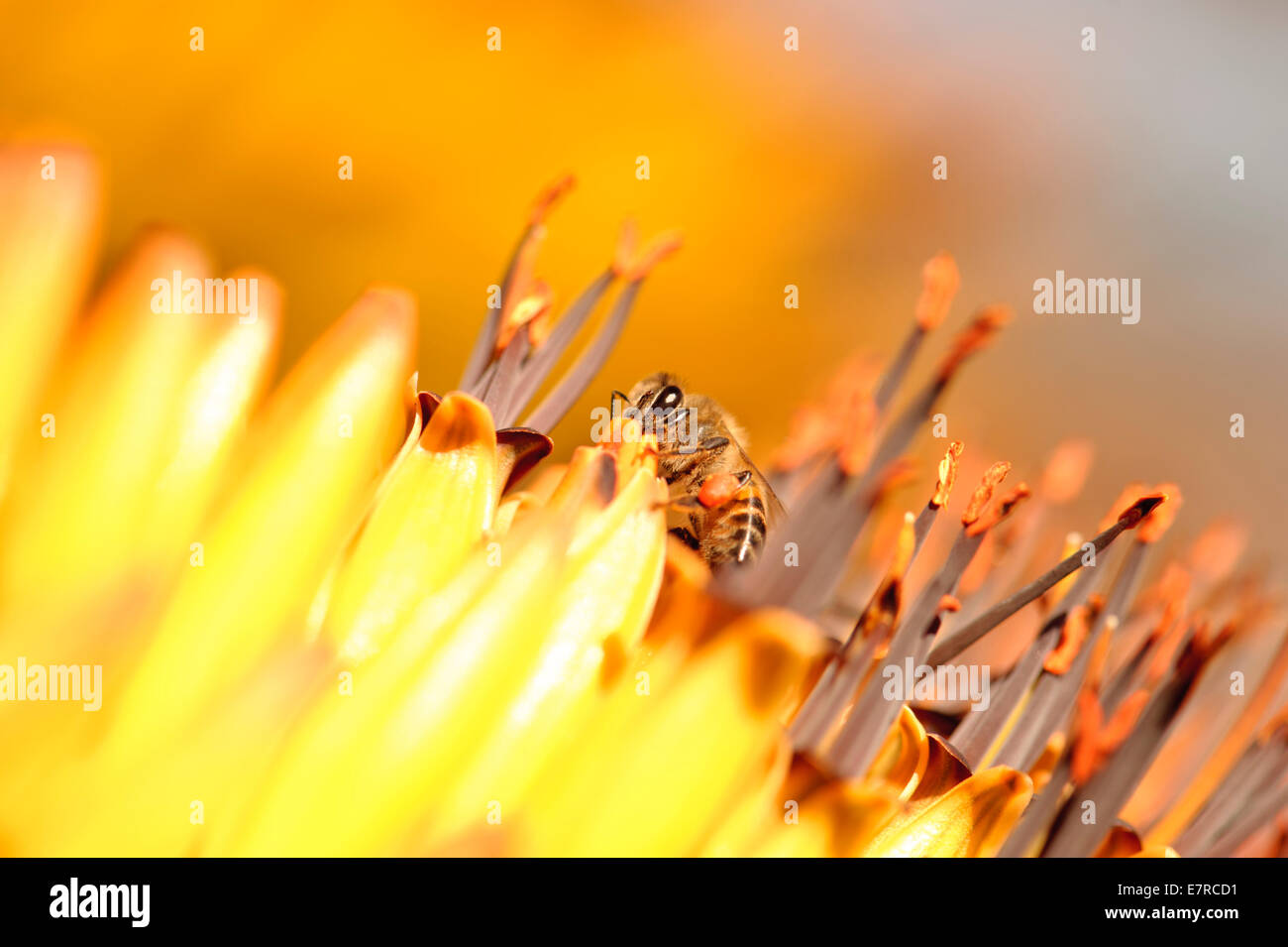 African honey bee arroccato su una montagna Aloe. Foto Stock