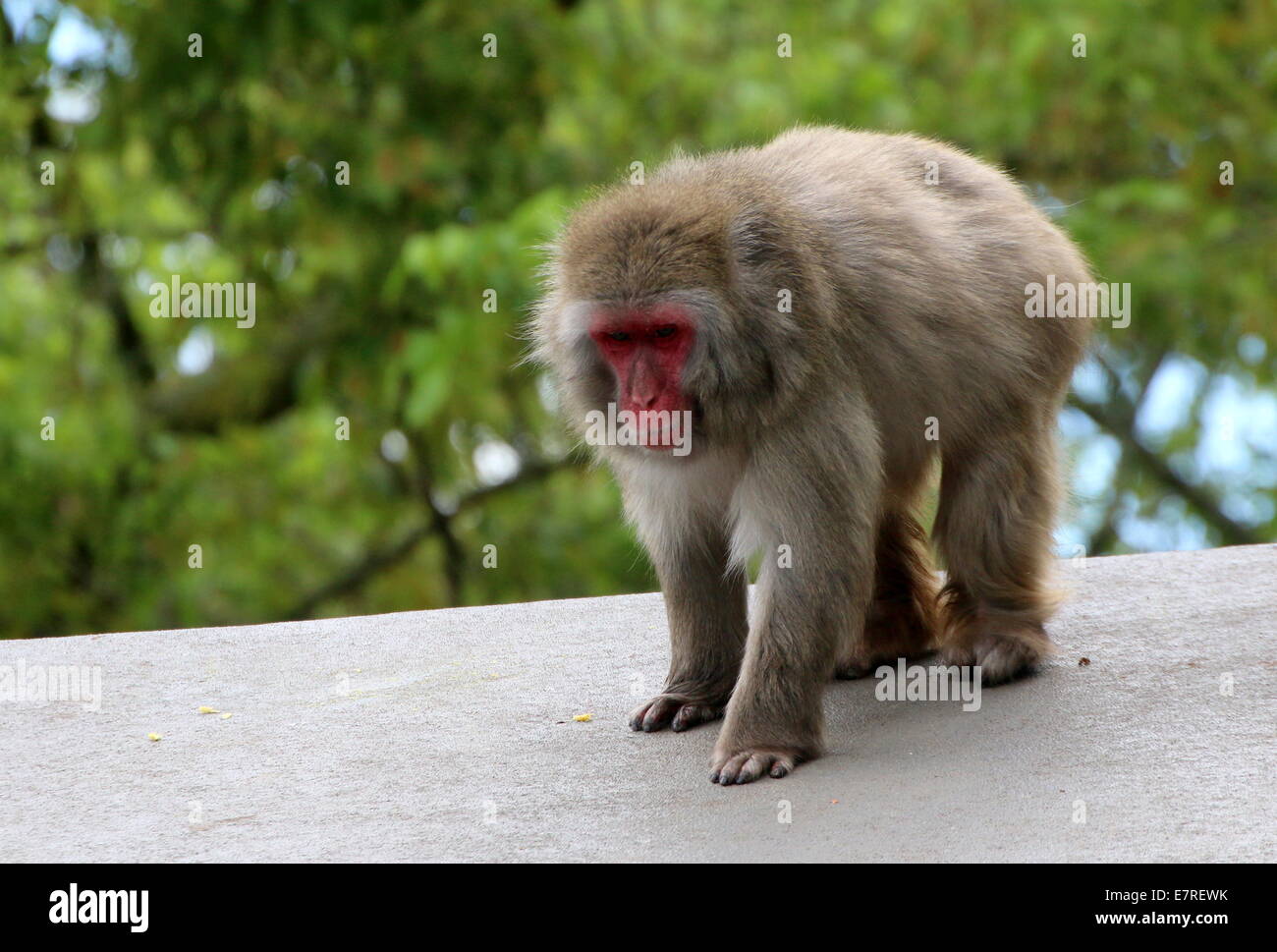Macaque giapponese o la neve di scimmia (Macaca fuscata) Foto Stock