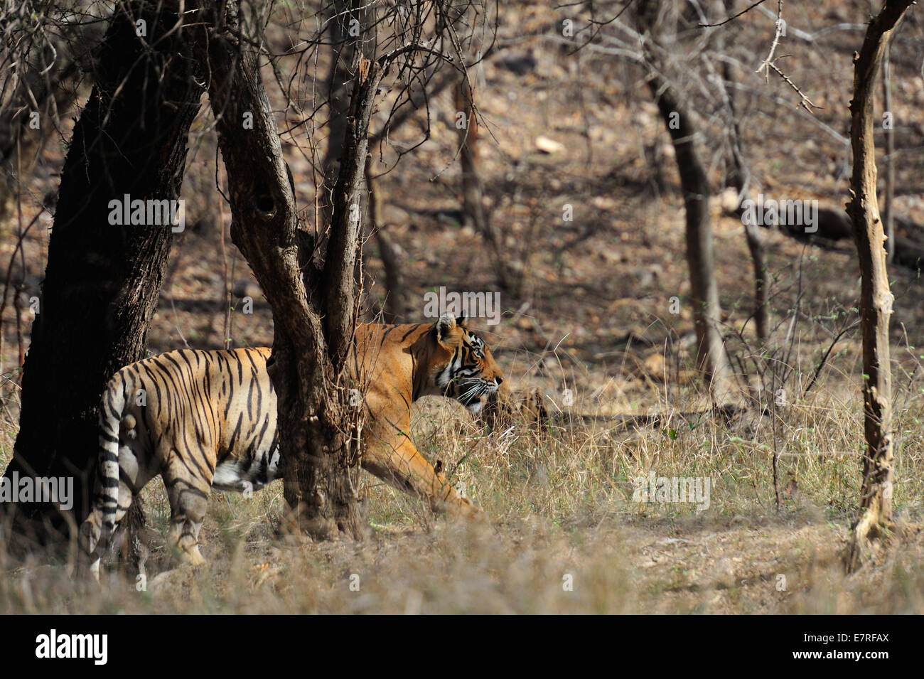 Tigre del Bengala Panthera tigri tigri, Felidae, Rathambore National Park, Rajsthan, India, Asia Foto Stock