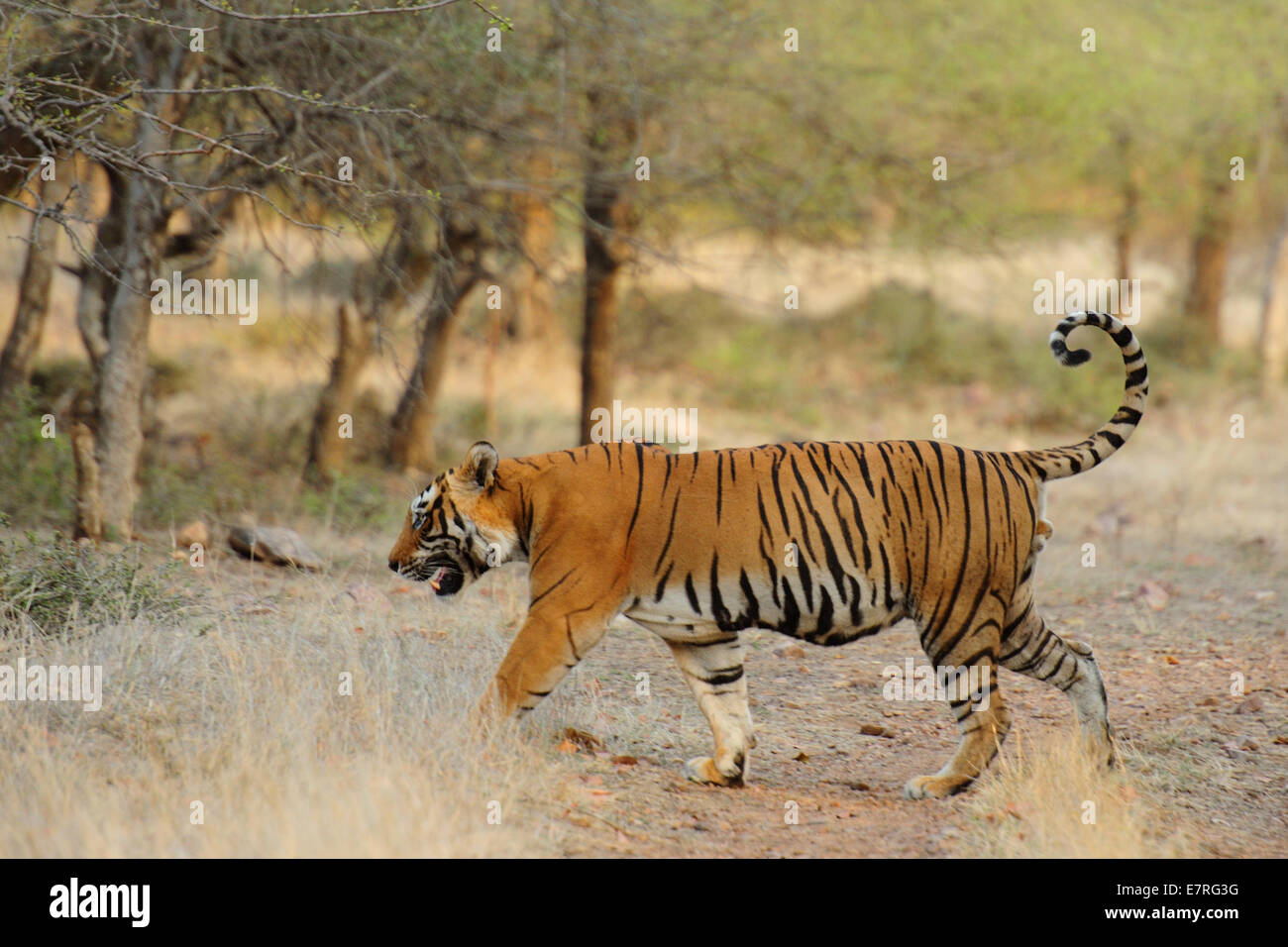 Tigre del Bengala Panthera tigri tigri, Felidae, Rathambore National Park, India, Asia Foto Stock