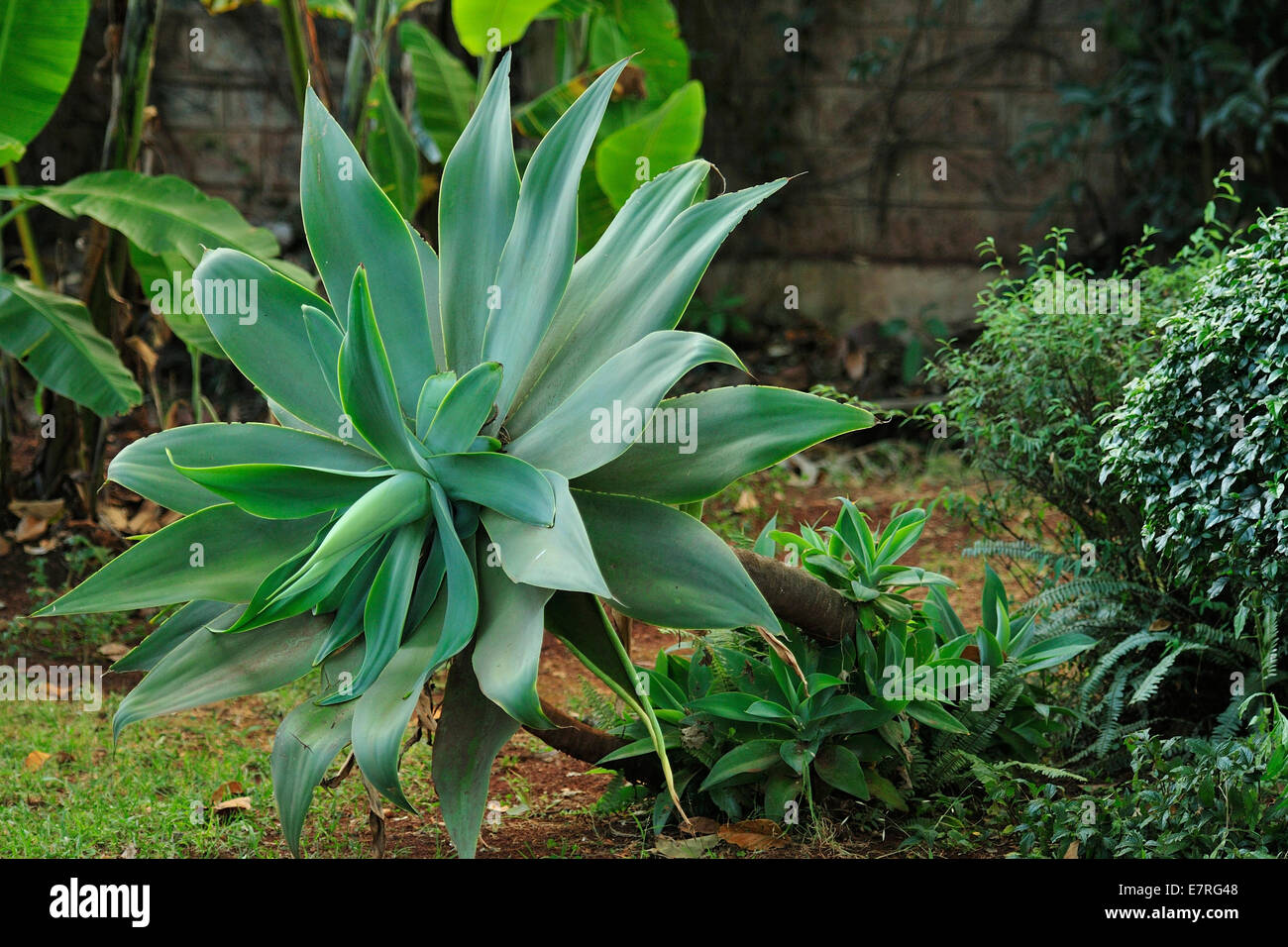 Fox Tail Agave, Agave attenuata, Agaviidae, Nairobi, Kenya, Africa Foto Stock