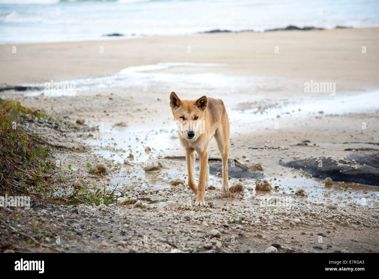 Dingo selvaggi sulla spiaggia, l'Isola di Fraser, Queensland, Australia Foto Stock