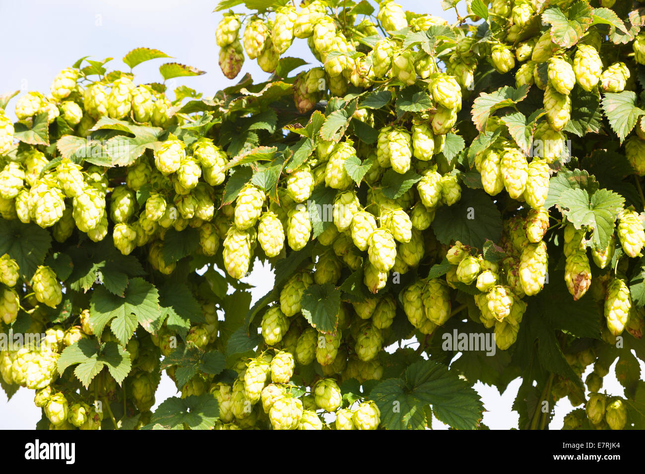 Il luppolo (Humulus lupulus) fiore, Kent, Regno Unito, d'estate. Oggi diverse varietà di luppolo sono un ingrediente essenziale della birra. Foto Stock