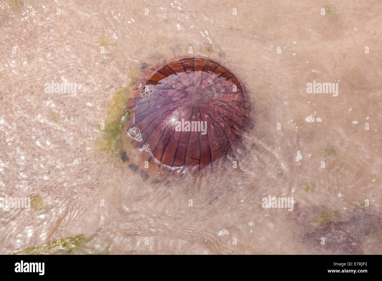 Compass meduse o Chrysaora hysocella meduse, Speranza Cove, Devon, Inghilterra, Regno Unito. Foto Stock