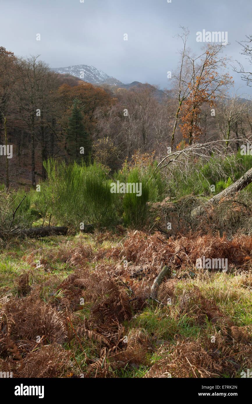 Furness Fells dalla forza Colwith a piedi, Lake District, Cumbria, Regno Unito Foto Stock