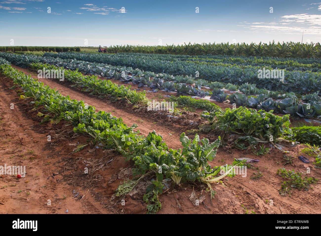 Agricoltura ecologica in Australia Occidentale Foto Stock