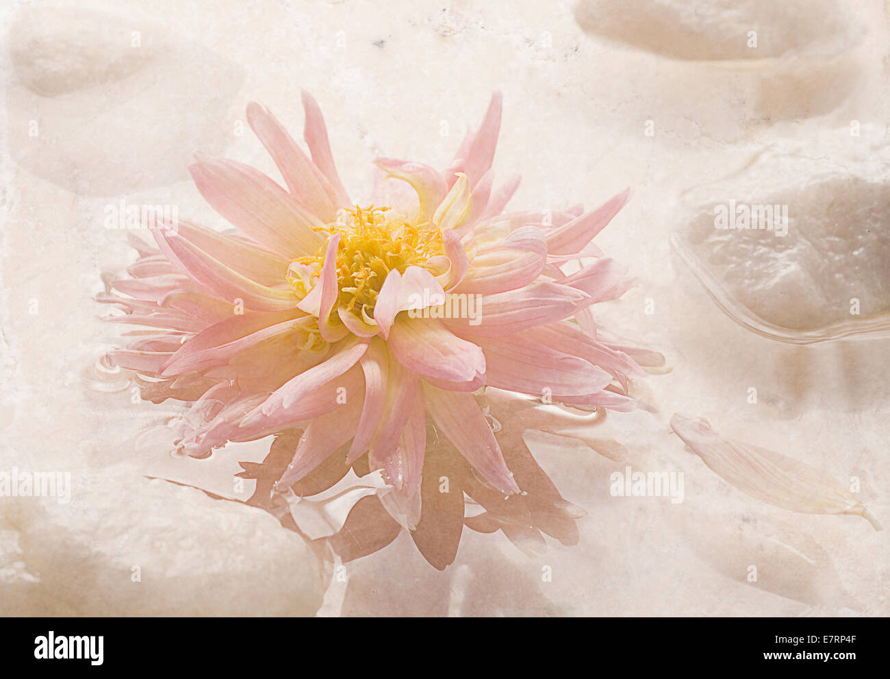 Rosa Spa dalie fiori di acqua alta floreale chiave Foto Stock