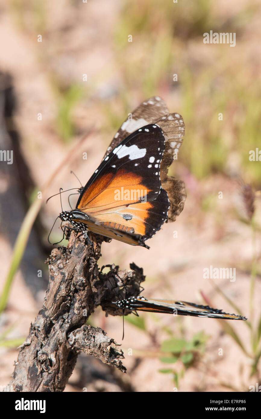 Farfalla monarca, Danaus plexippus Foto Stock