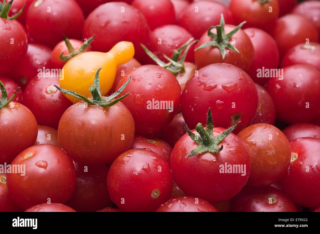 Organici freschi pomodori ciliegia al mercato / Organic pomodori ciliegia appena raccolto dal giardino Foto Stock