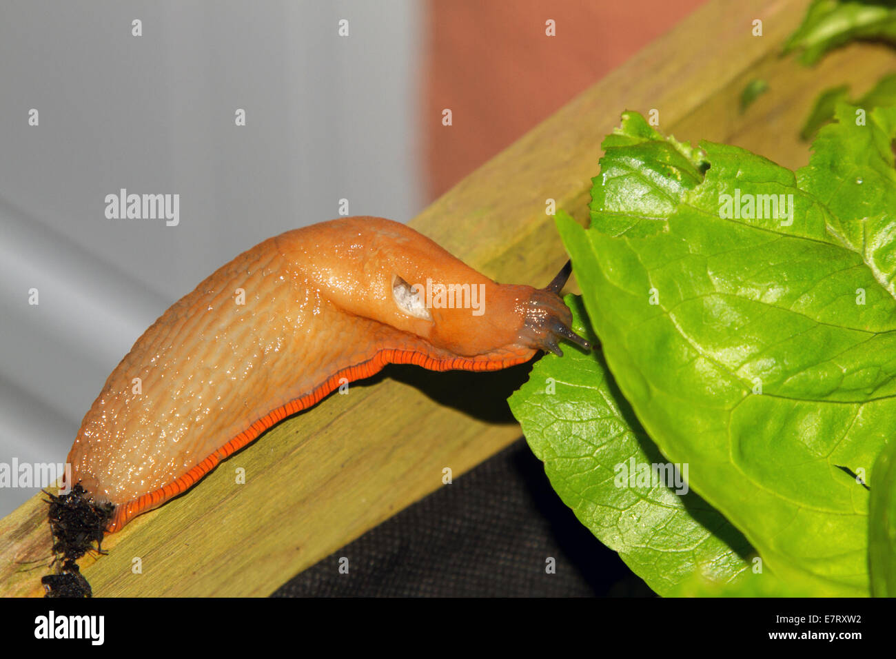 Tipo arancione di grande Black Slug munching su una lattuga fresca che mostra chiaramente il suo foro per la respirazione il pneumostome. Foto Stock