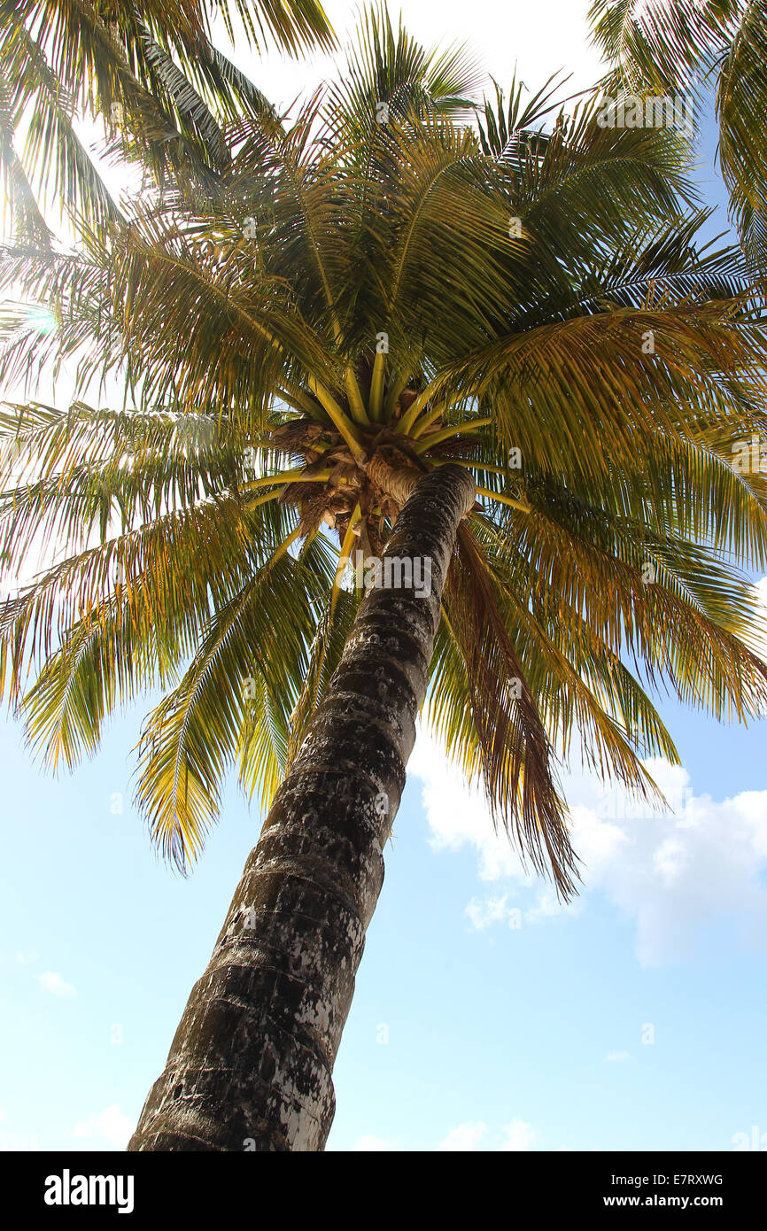 Spiaggia caraibica, palme, sabbia, noci di cocco Foto Stock