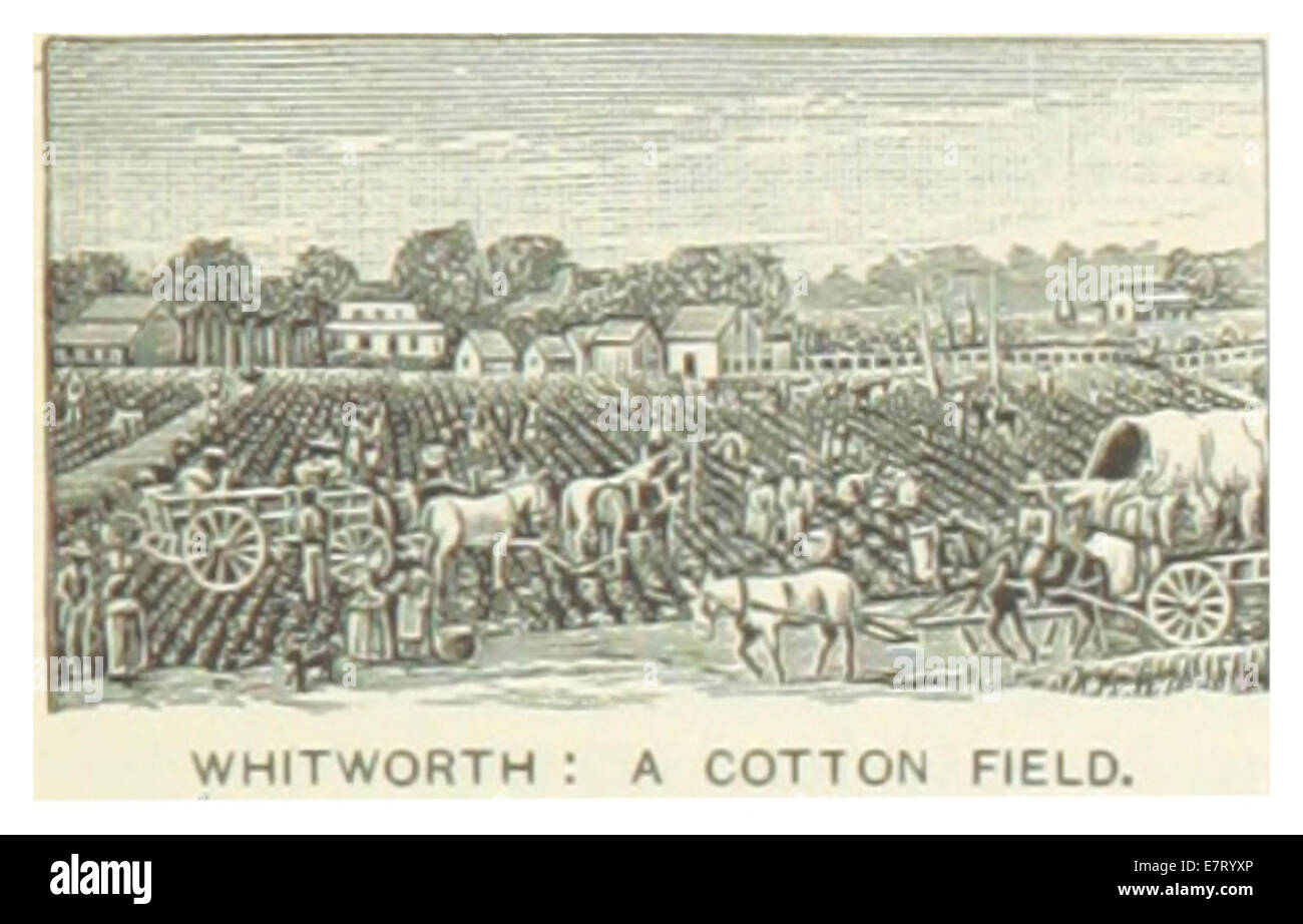US-MS(1891) p441 WITHWORTH, un campo di cotone Foto Stock