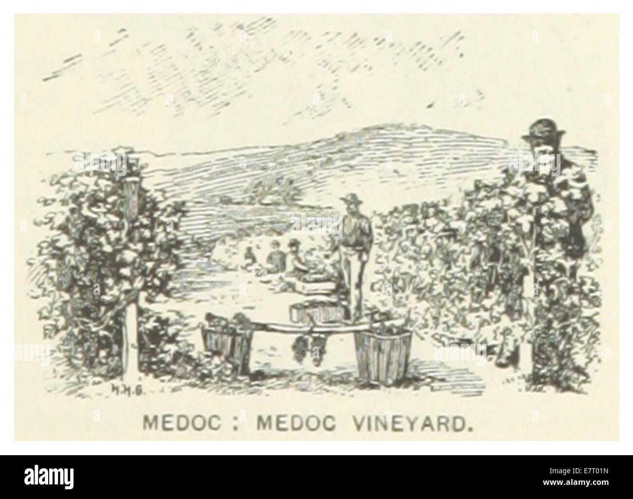 Questa illustrazione del 1891 mostra la vigna Medoc in North Carolina, sottolineando il suo ruolo nell'industria vinicola locale. L'immagine evidenzia i vigneti e il paesaggio agricolo della regione, parte integrante dell'economia agricola dello stato. Foto Stock