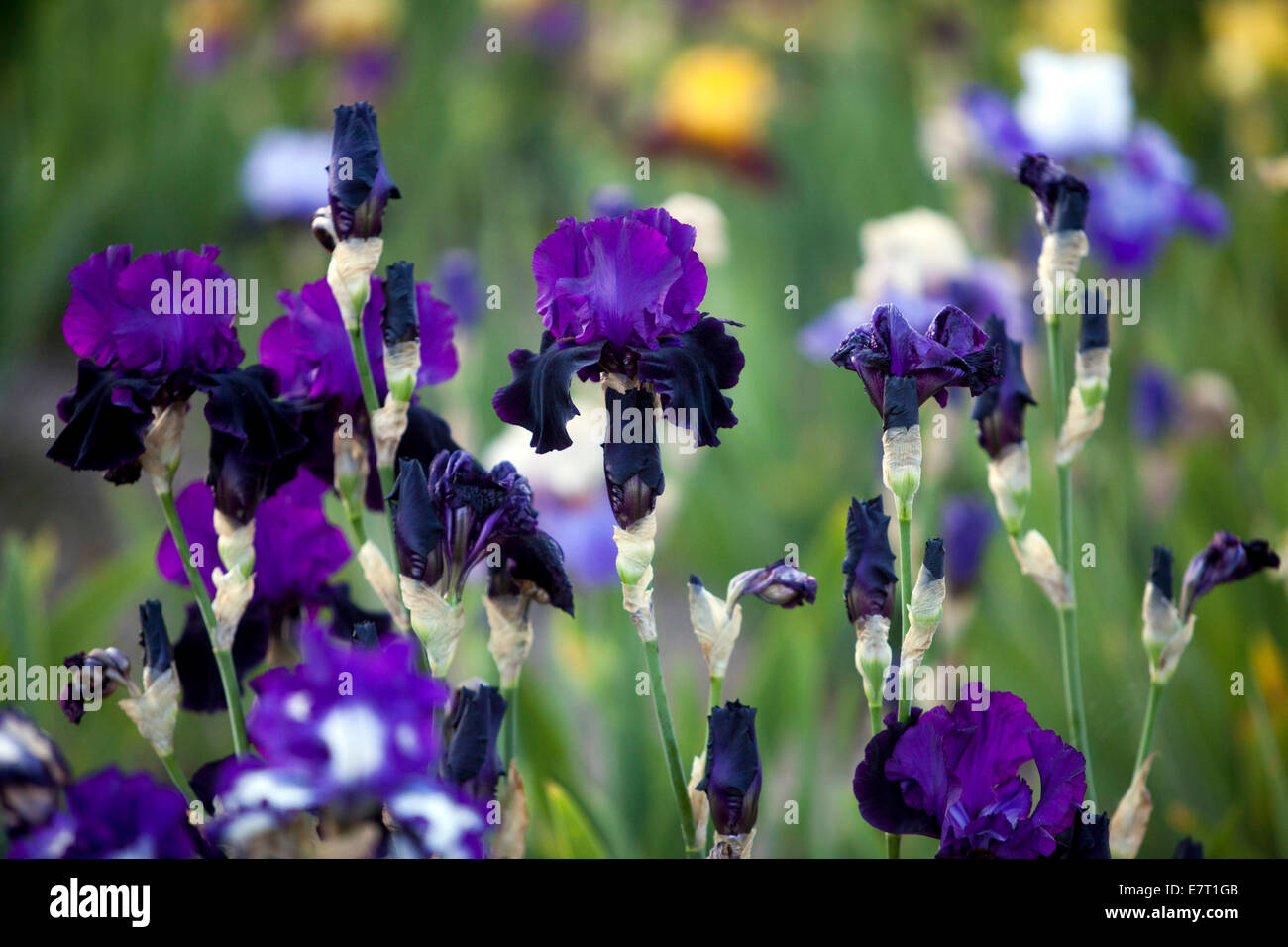 Alto bearded Irises piantando, fiori blu Foto Stock