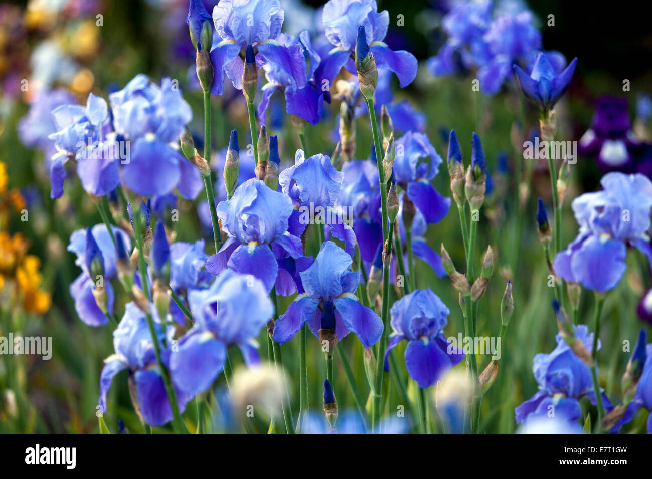 Alto Iris con aride in giardino Iris fiore blu iris, fiori da giardino in letto, bel giardino fiori confine Foto Stock