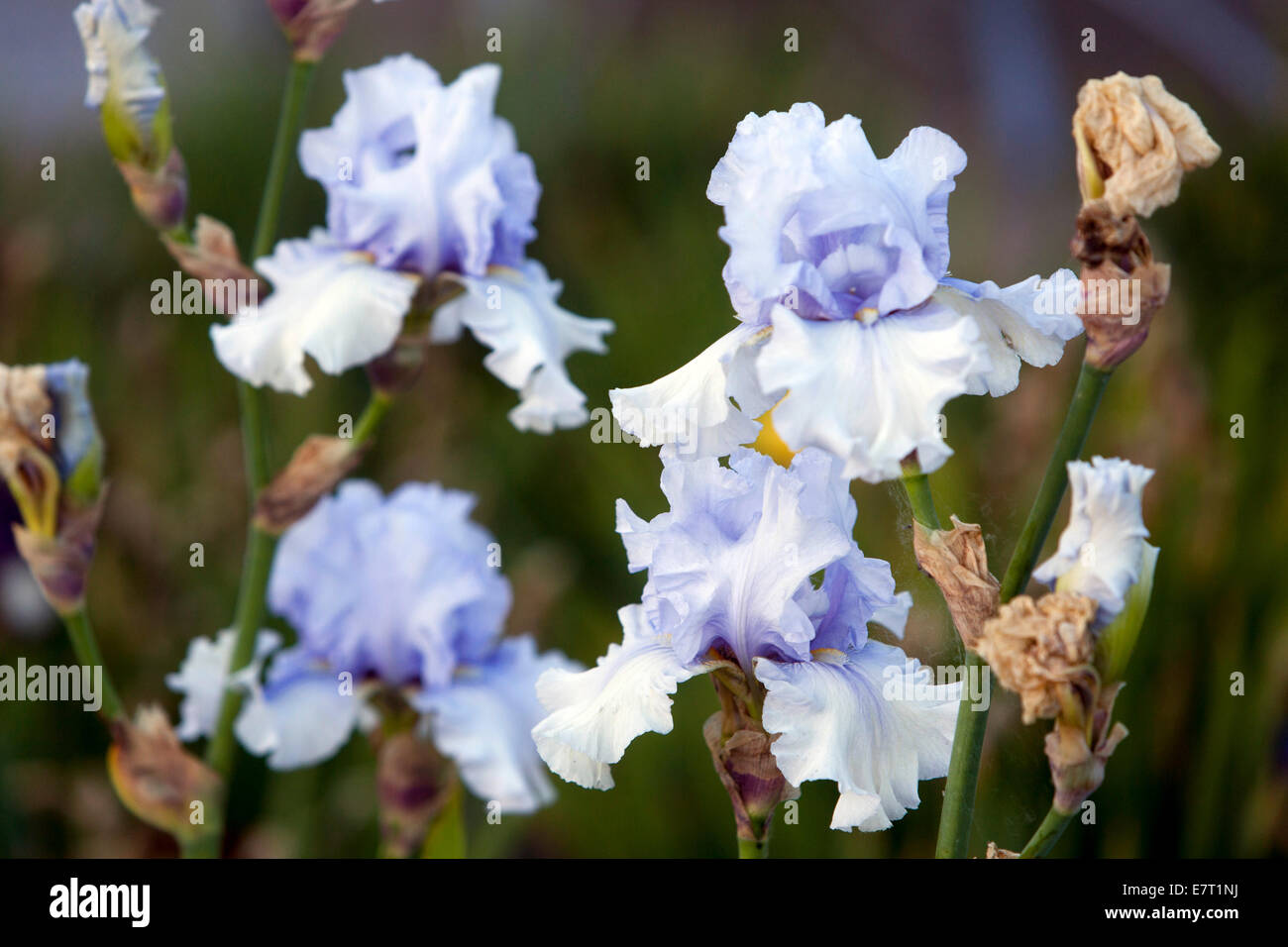 Irisi blu pallido bianco, fiori luminosi con un tocco blu Foto Stock