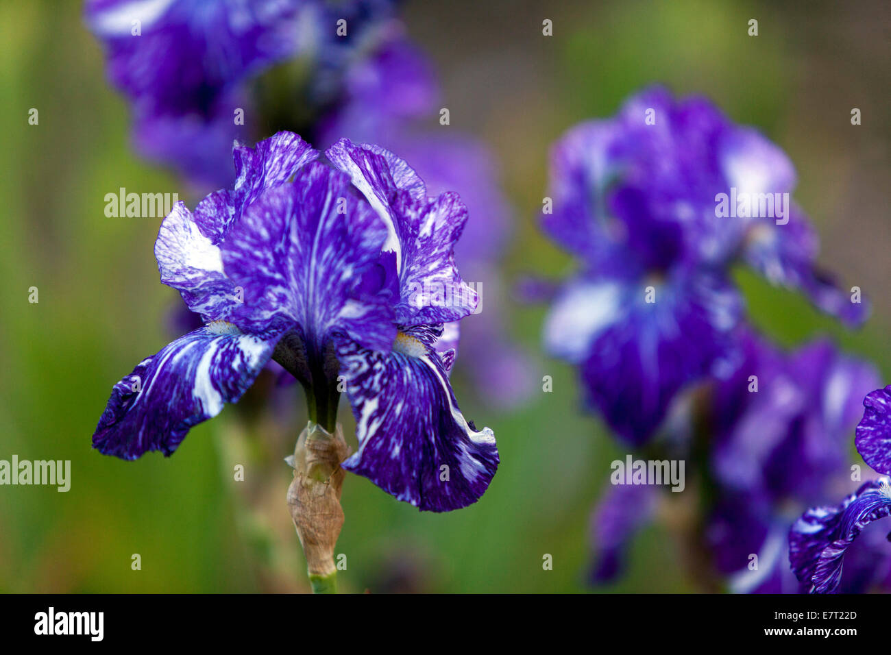 Boarder Bearded Iris Batik fiore blu Foto Stock