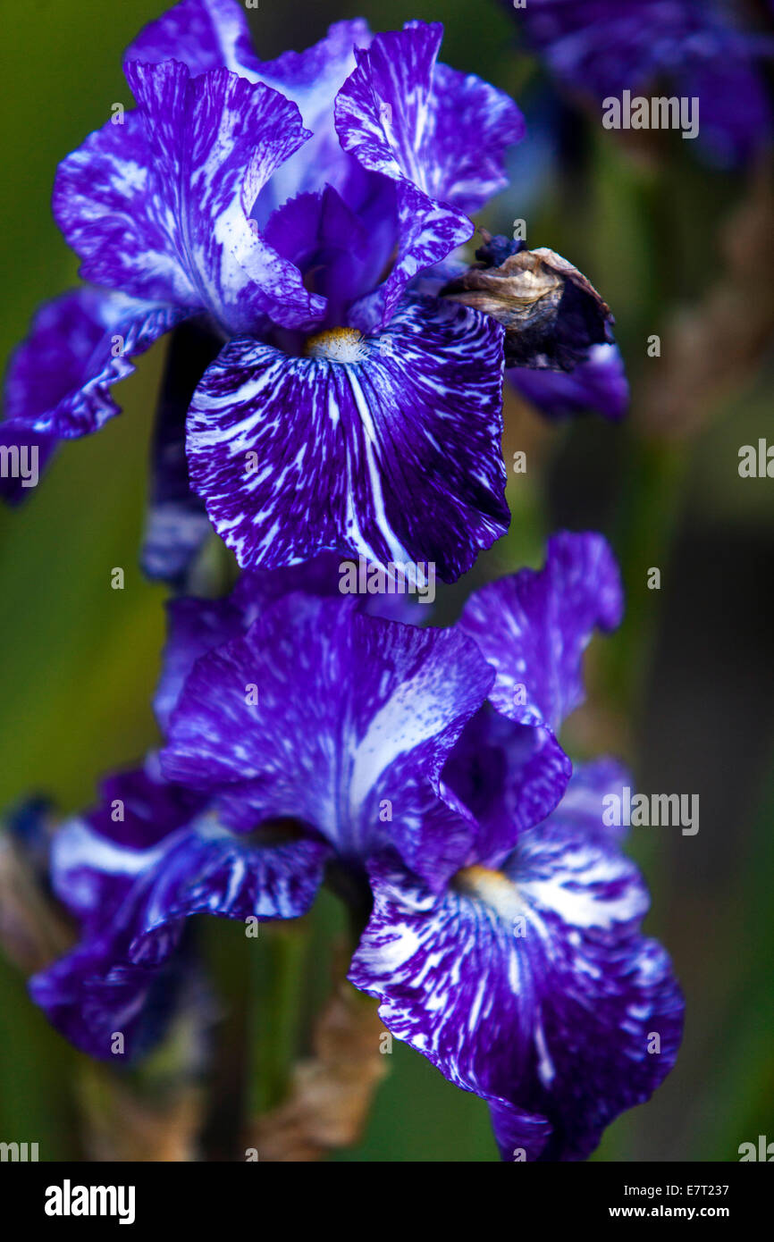The Border Bearded Iris Batik, iris fiore blu bianco iris motley Foto Stock